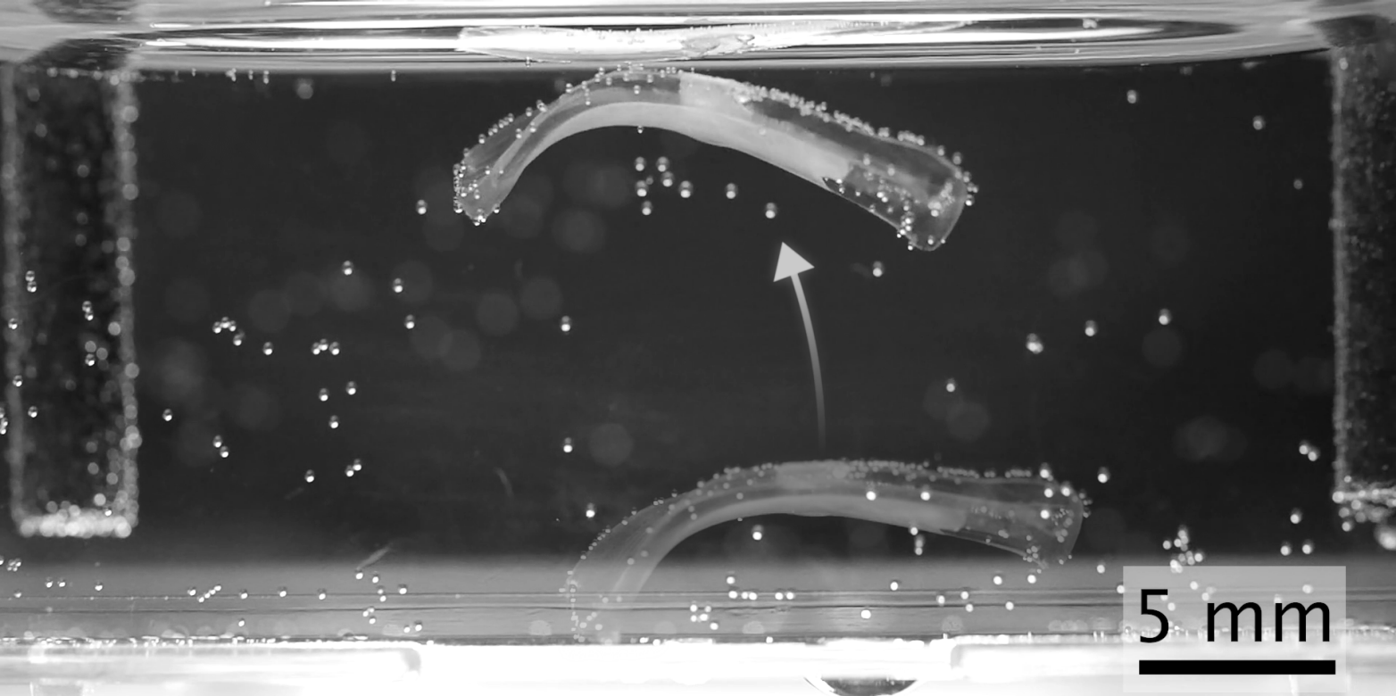 ETH Zurich Uses Printed Hydrogels to Drive Muscle-Powered Robots